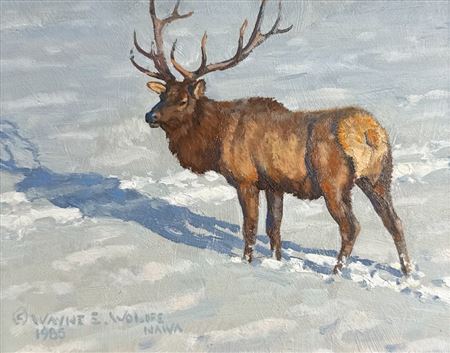 Rocky Mountain Elk In Snow, 1985