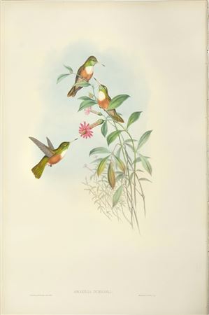 Amazilia Dumerili