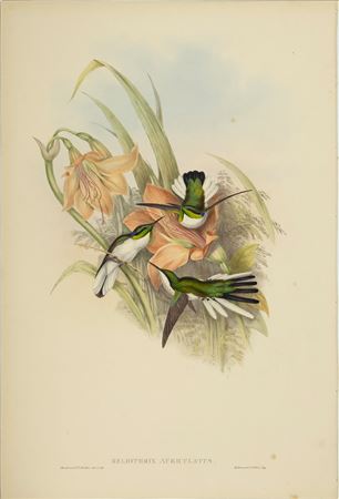 Heliothrix Auriculatus