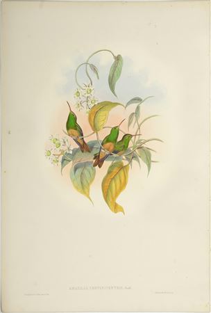 Amazilia Cerviniventris