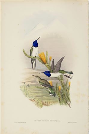 Oreotrochilus Pichincha