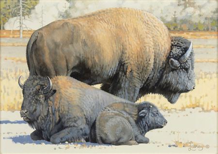 Band of Buffalo