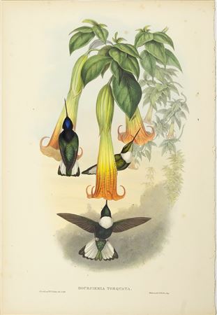 Bourcieria Torquata
