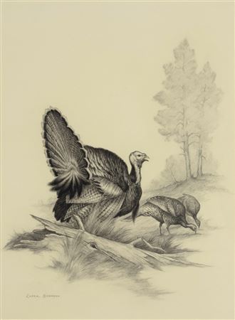 A Rafter of Turkeys