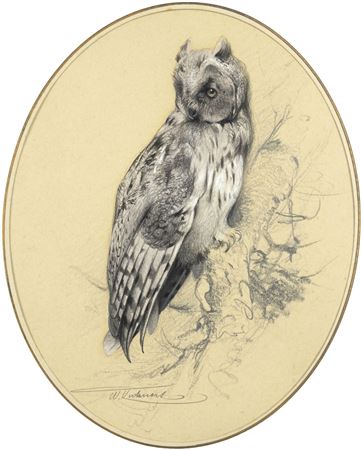 Eagle Owl