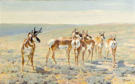 Pronghorn Antelope by Carl Clemens Moritz Rungius - Auction record, sale price, and art valuation. Compare with similar artists and explore comparable artworks.