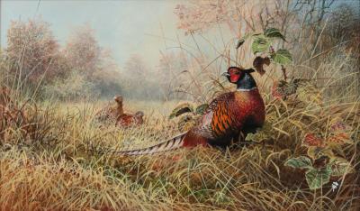 PHEASANT
