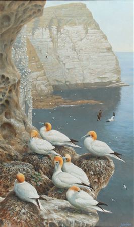 GANNETS ON A CLIFF