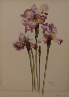 Iris