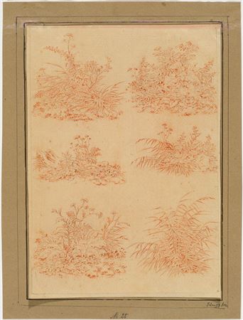 Six plant studies on a sheet.