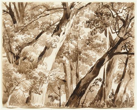 Forest.