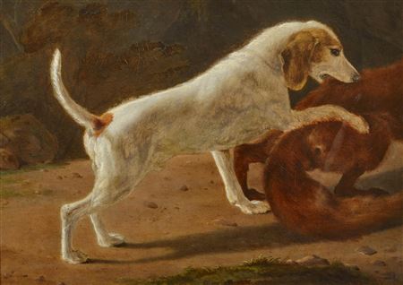 Chien attaquant un renard.