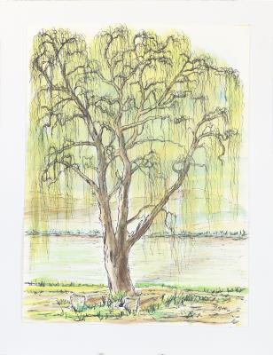 Weeping willow