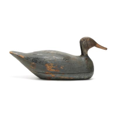 Root Head Pintail