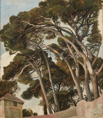 Pine tree study
