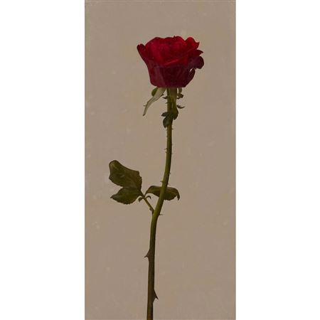 RED ROSE