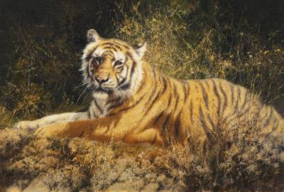 Bengal Tiger, India