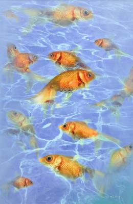 Fluid Color (Goldfish)