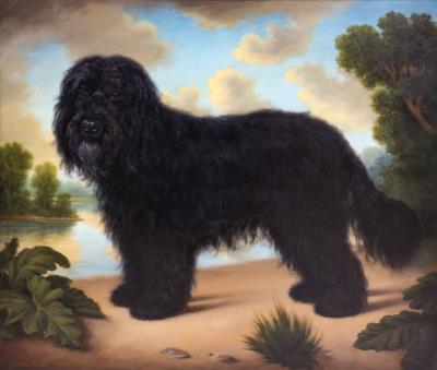 Teddy (Briard Dog)