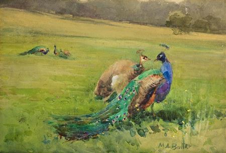 Peacocks at Kilmurry