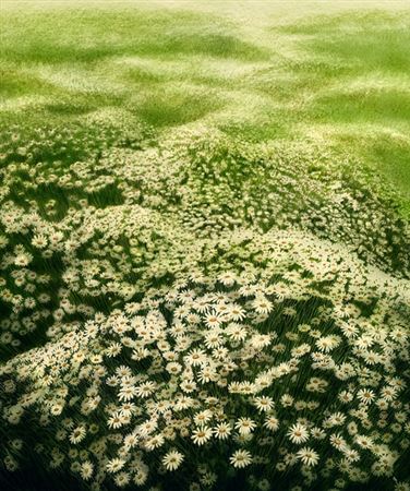 Margeritenwiese