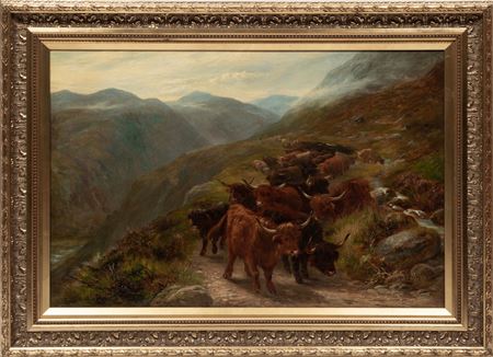 Shetland Cattle Coming Down the Mountain
