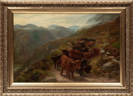 Shetland Cattle Coming Down the Mountain