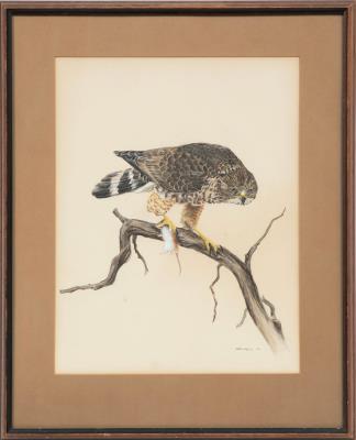 Broad Winged Hawk