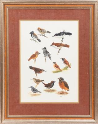 Ornithological Studies