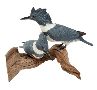 Belted Kingfisher