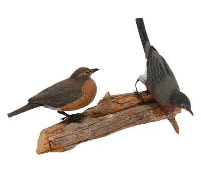 American Robins