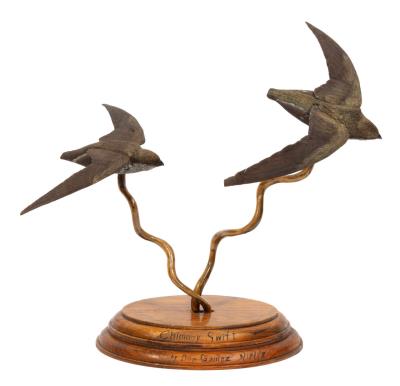 Chimney Swift
