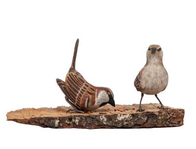 House Sparrow