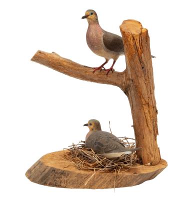Mourning Dove