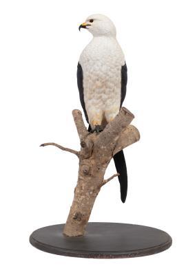 Swallow-Tailed Kite