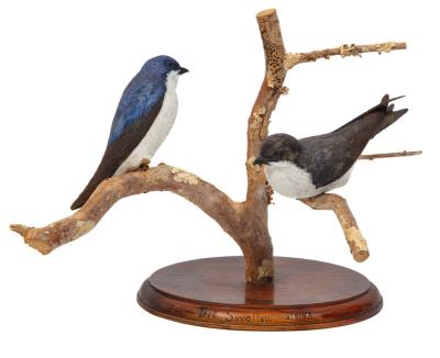 Tree Swallow