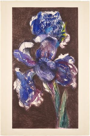 Dutch Iris II