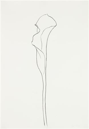 Calla Lily III, from Series of Plant and Flower Lithographs (G. 1206, A. 211)