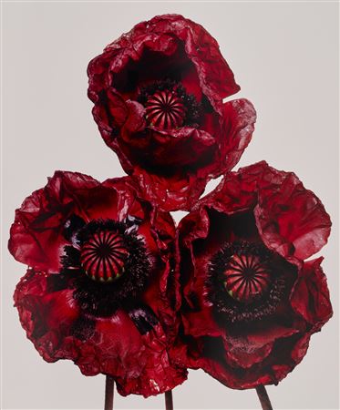 Three Poppies 'Arab Chief', New York