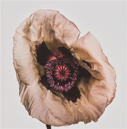 Poppy ‘Barr's White’, New York