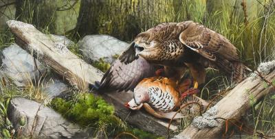 Buzzard and a Red-Legged Partridge