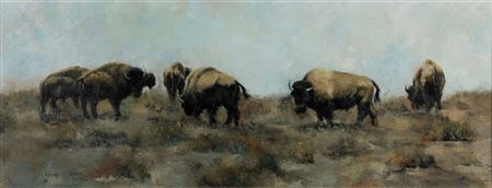Arizona Plains Buffalo