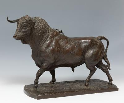 Bull at the start of the bullfight