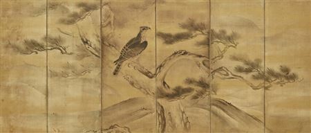Hawk on a pine tree