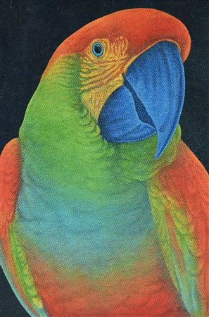 "Papagália," 1980/1981