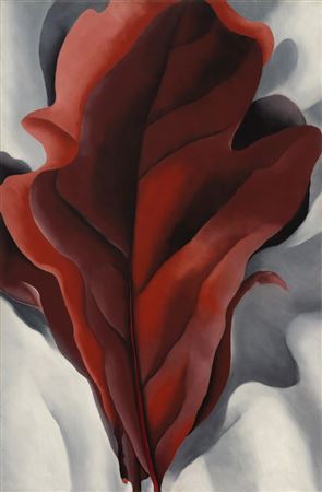 Large Dark Red Leaves on White