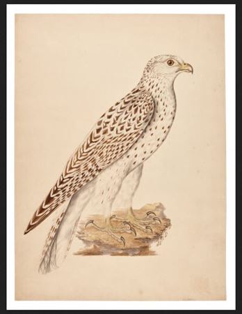 Gyrfalcon