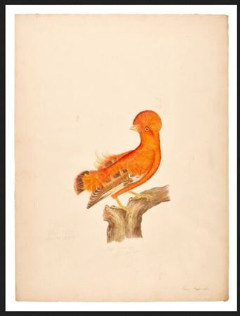 Guianan cock-of-the-rock