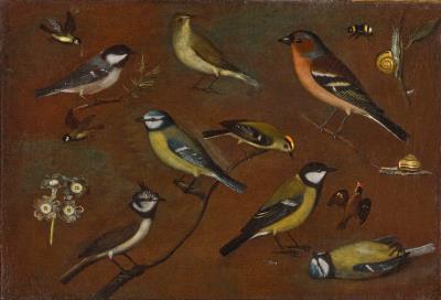Still life of birds, including a marsh tit, chiffchaff, chaffinch, blue tits, goldcrest, lapwing and a great tit
