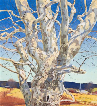 November Sycamore